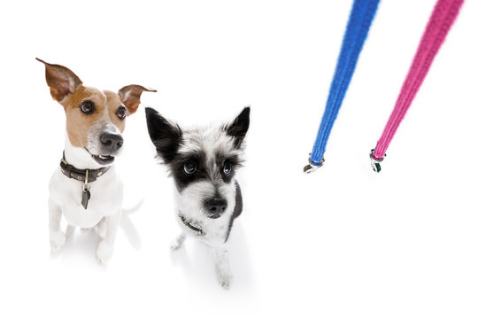 dogs  with leash waiting for a walk