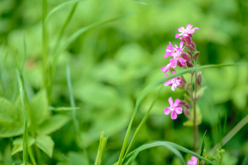 pink flowers on background of green grass