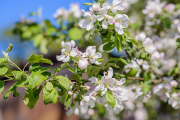 cherry branch on blue sky background