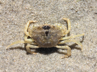 Beach crab   (Carcinus maenas)