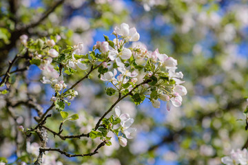 cherry branch on blue sky background