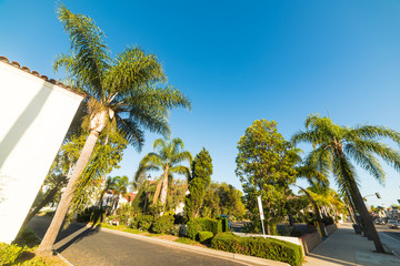 Palm trees in Santa Barbara on a sunny day