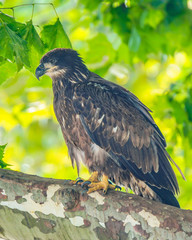 Eaglet on Limb