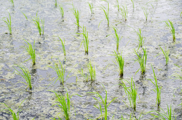 The project, organized the planting of rice, rice is planted each year to no more than 2 times, hoping to cut the cycle of outbreaks and the ecological treatment of enemies in rice fields