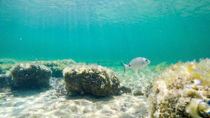 Sargo swimming in Sardinia turquoise sea