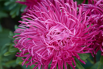 One red aster