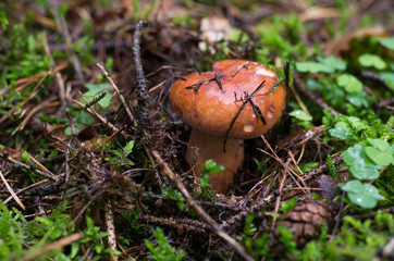 Mushroom