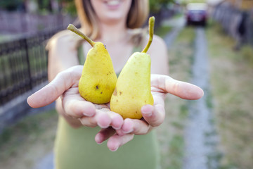 close up of hands - woman holding a yellow pear - thanksgiving - gardening