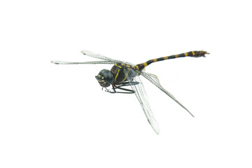 Black dragonfly isolated on a white background