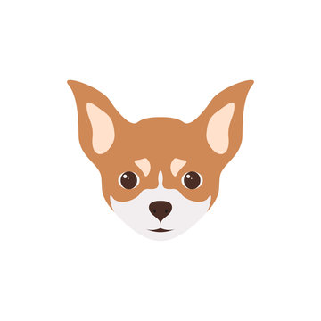 Multicolor head of puppy chihuahua. Vector illustration.