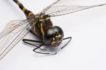 close up dragonfly macro isolated on white background
