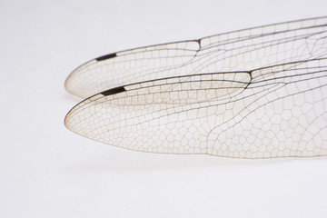 close up wings dragonfly macro on white