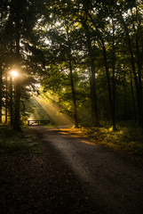 Obraz premium beautiful sunrise in the woods, sunlight on the wild path between the woods