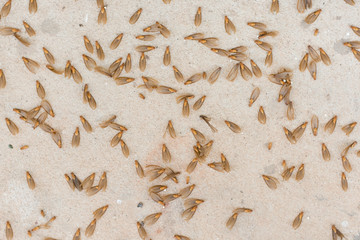 many of brown winged termite (alates) on cement floor