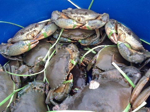 Mangrove crab prepared,aquatic products 