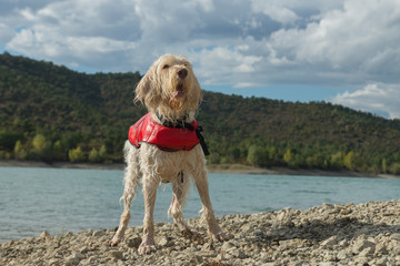 Portrait of a brave lifeguard dog spinone italiano in a red lifejacket on the beach