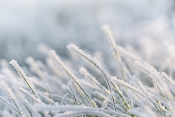 Frozen morning grass