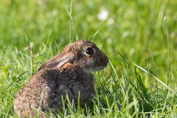 Gesundes niedliches Wildkaninchen am Rand eines Feldweg