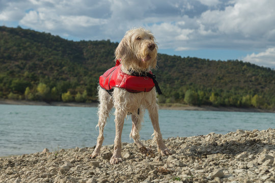 Portrait of a brave lifeguard dog spinone italiano in a red lifejacket on the beach