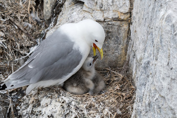 Kittiwake with chick © George