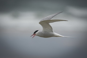 Common Tern