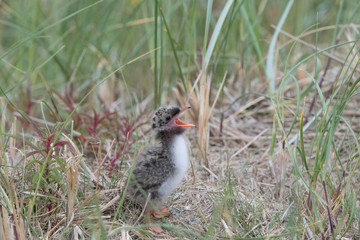 Common Tern chick