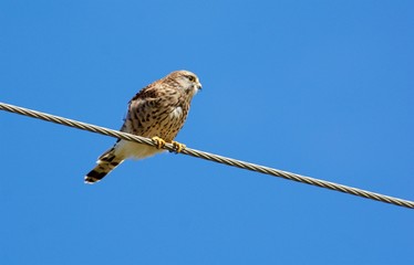 Hawk on the west coast in Sweden