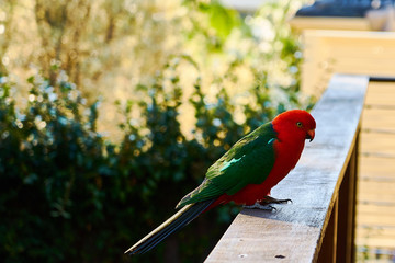 Rosella