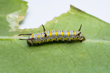 Mature Monarch Caterpillar on green  leaf