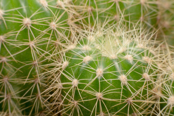 Cactus thorns. Macro cactus thorns. Close up