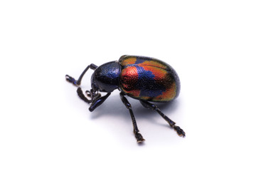 Blue Milkweed Beetle; Scientific Name Chrysochus pulcher Baly, isolated on white