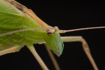 close up green grasshopper