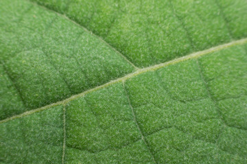 Texture of a green leaf as background