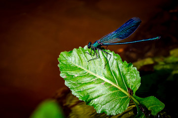 Niebieska ważka na zielonym liściu