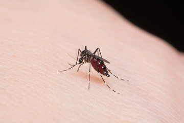 Close-up mosquito sucking blood