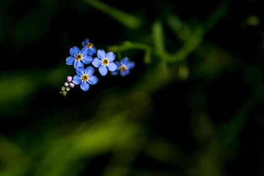 Letnie kwiaty na tajemniczej łące