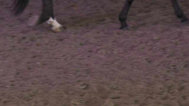 Closeup of the hooves of a horse on a sandy track