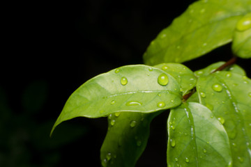 Water drops on green fresh leaf macro
