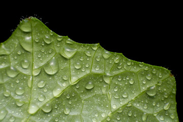 Close up leaves Ivy Gourd (Coccinia grandis (L.) Voigt) on dark background