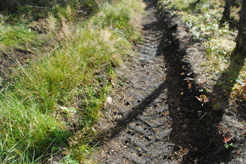 Fototapeta premium Schäden durch Forstfahrzeuge