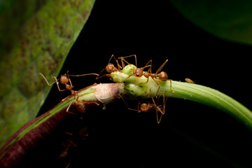 Macro shot of red ant in nature. Red ant is very small. Selective focus,