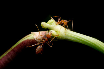 Macro shot of red ant in nature. Red ant is very small. Selective focus,