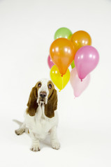 basset hound and balloons