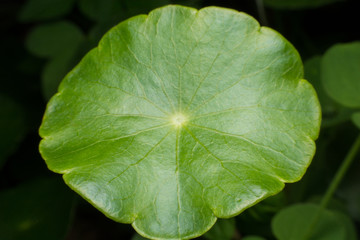 Close up of green leaves of Green Asiatic Pennywort (Centella asiatica , Hydrocotyle umbellata L or Water pennywort )
