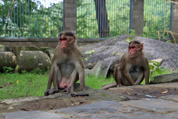 Para małp