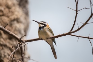 White-Throated Bee-eater (Merops albicollis)