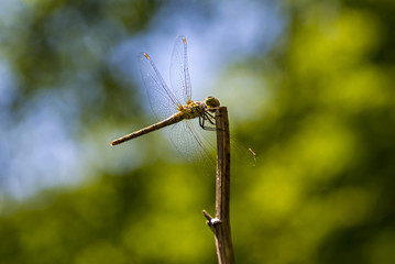 Dragonfly on the branch