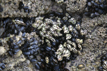Barnacles and Mussels, Cathedral Beach; Galicia