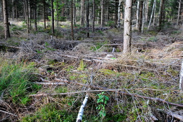 Ausdünnung  kleiner schwacher dünner Bäume