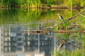 Bird gray heron in a city pond